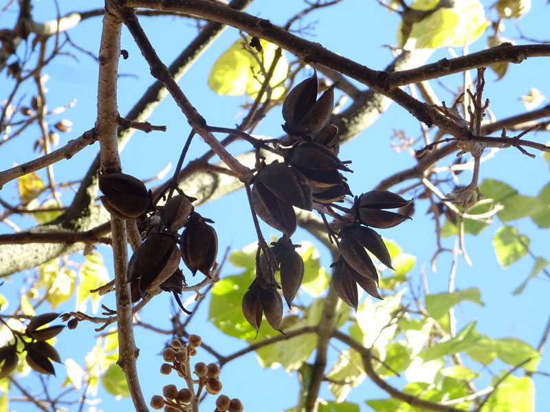 Paulownia tomentosa di Cavalese